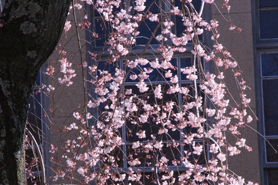 6354-15.3.26祇園しだれ桜　北側から一部　開花状況.jpg